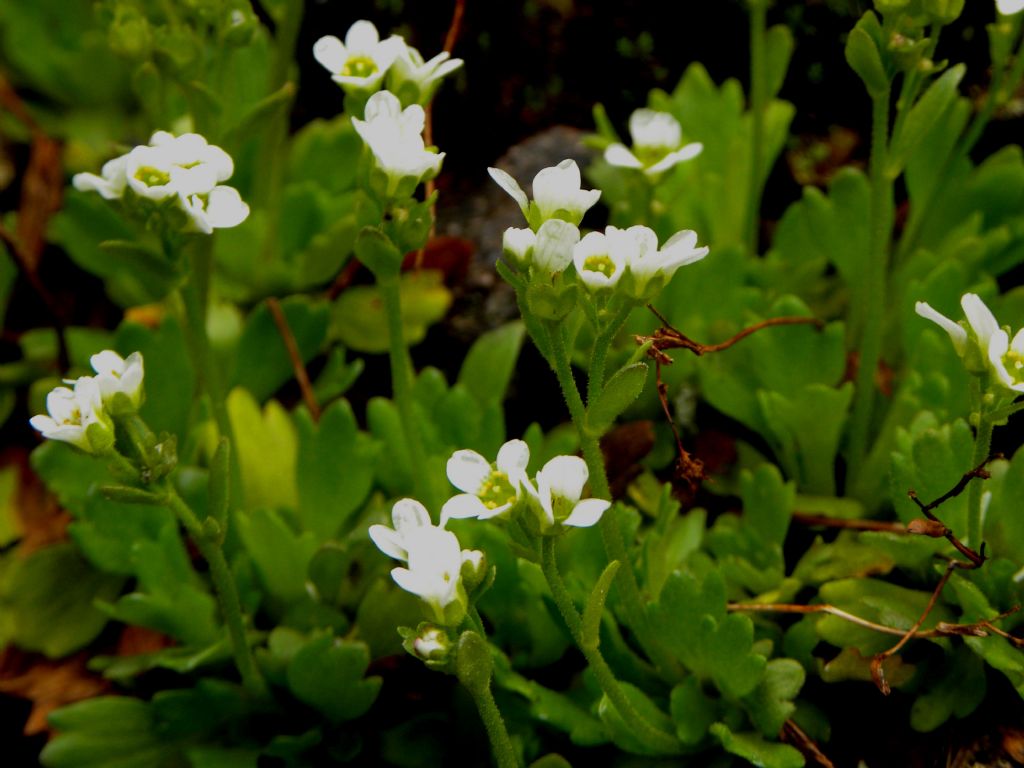 Saxifraga depressa / Sassifraga della Val di Fassa